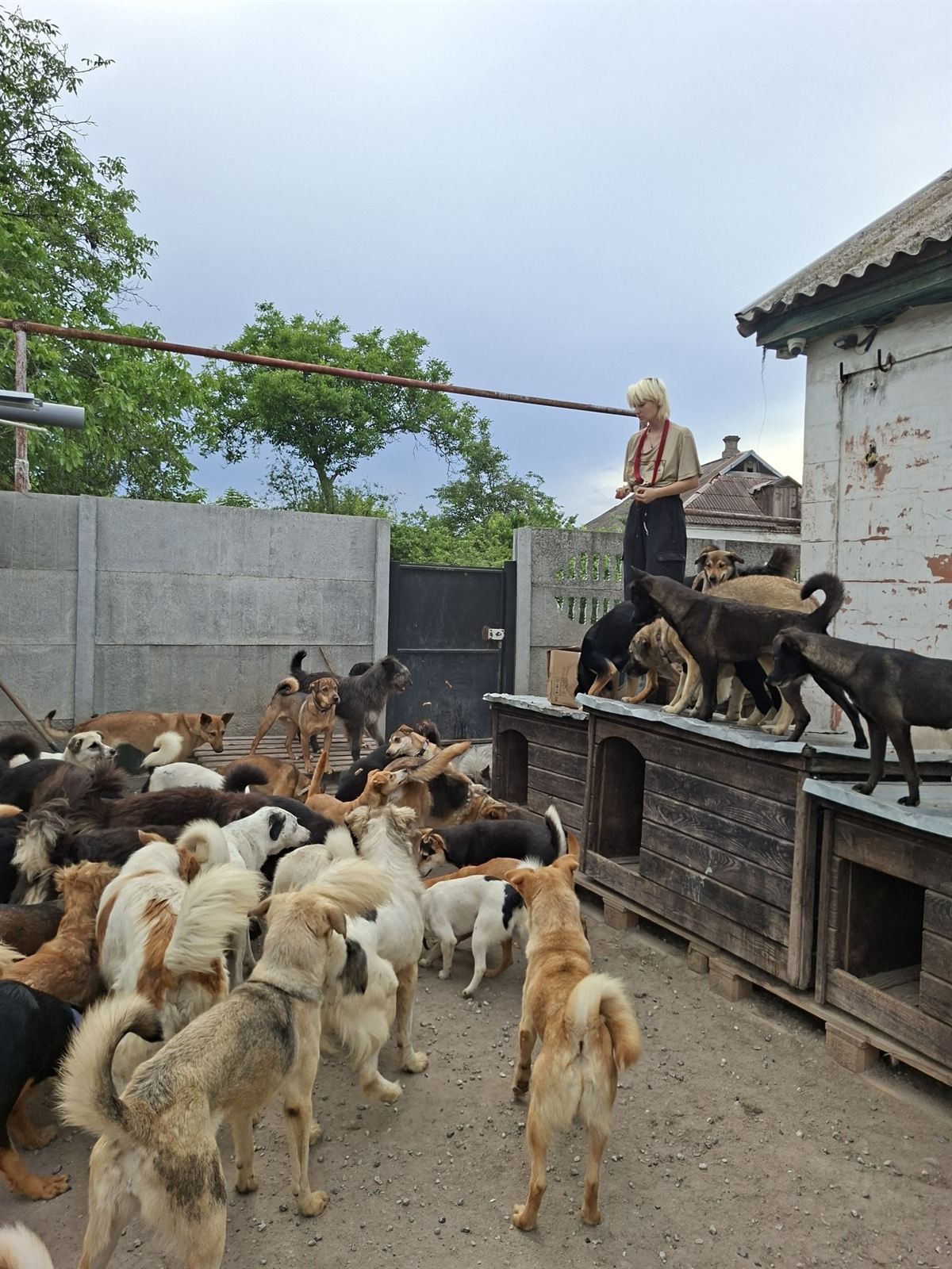 A volunteer feeding a lively crowd of shelter dogs in the yard